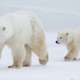 Illustration for article titled Heartbreaking Photos Of Polar Bears Who Will Die Before The Next ‘Metroid Prime’ If Nintendo Doesn’t Get Their Shit Together